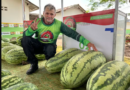 Melancias gigantes de até 50 kg são expostas em festival no interior de Roraima: ‘muito orgulho’